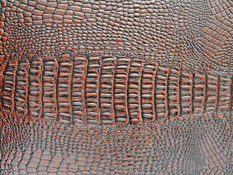 Crocodile Skin Texture