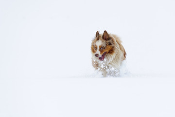 Australian Shepherd running in the snow