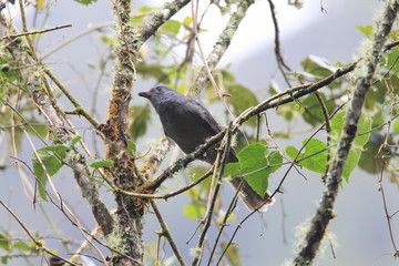 Dusky Piha (Lipaugus fuscocinereus) in Ecuador