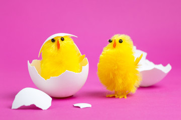 Küken die aus dem Ei schlüpfen