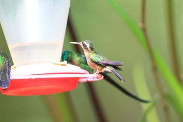 Speckled Hummingbird (Adelomyia melanogenys maculata)