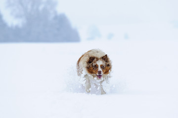 Australian Shepherd running in the snow