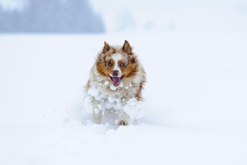 Australian Shepherd running in the snow