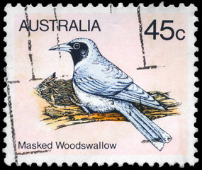 AUSTRALIA - CIRCA 1980 Masked Woodswallow