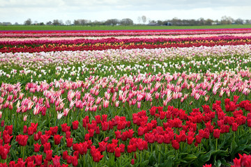 rows of colorful tulips in Netherlands