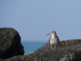 A sandpiper on the rocks of a beach in Sri Lanka