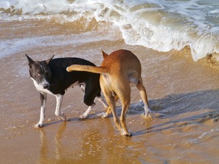Playing dogs on the sand beach of Sri Lanka