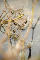 Toads in water, Bufo bufo