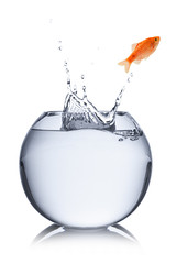 fish escape