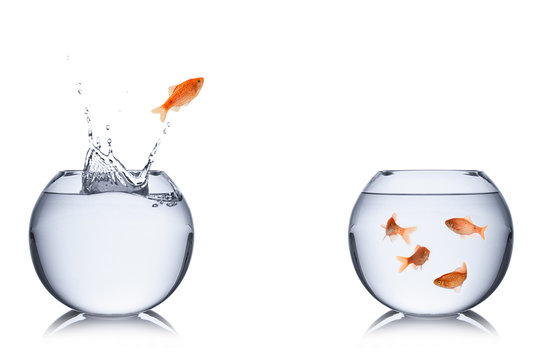fish escape
