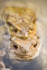 Toads in water, Bufo bufo