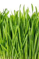 Fototapeta na wymiar closeup of fresh green spring grass with water drops