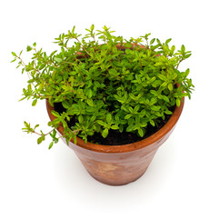 Fototapeta premium thyme in pot isolated on white