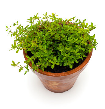 thyme in pot isolated on white