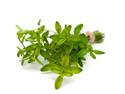 thyme