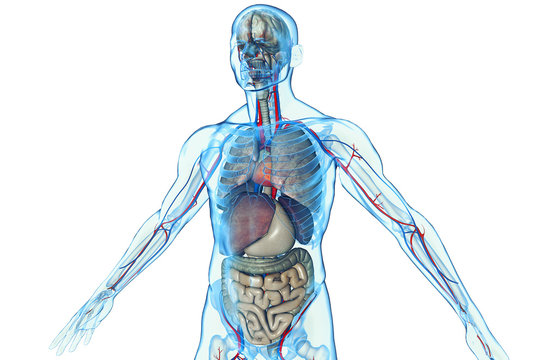 3D human body with internal organs