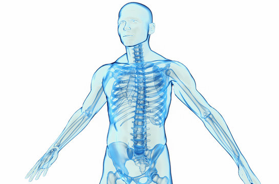 Transparent blue human body 3D model on white background