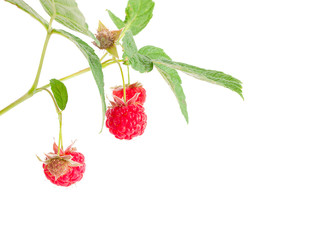 ripe raspberry and green berries