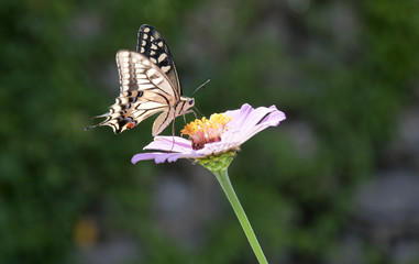 Butterfly on the flower