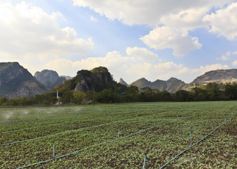 Planted lettuce field