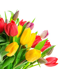 Naklejka premium bouquet of fresh multicolor tulips over white