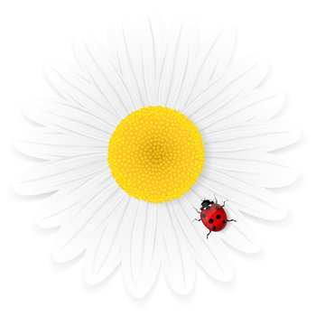 Chamomile flower and ladybird isolated on white background. Vect