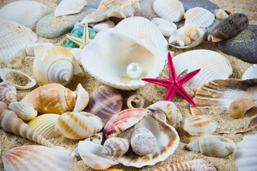The exotic sea shell . treasure from the sea.