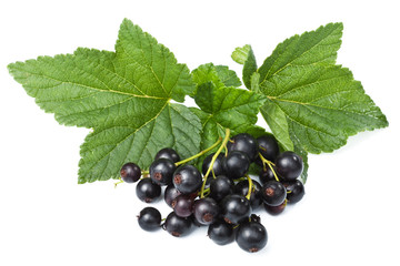 fresh blackcurrant isolated
