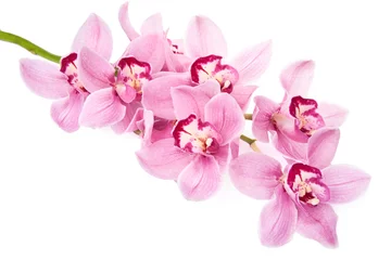 Stickers pour porte Orchidée fleurs d& 39 orchidées roses isolées