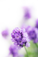 Fototapeta premium lavender flowers