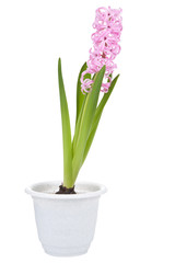 hyacinth flower in pot isolated
