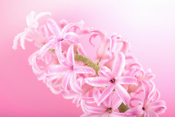 Fototapeta premium pink hyacinth flower