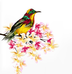 Obraz premium Colorful vector realistic tropical bird sit a branch on white