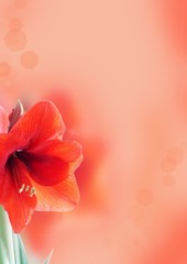 background with amaryllis flower