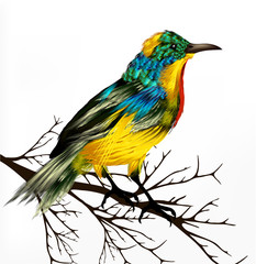Colorful  vector realistic tropical bird sit at the branch on wh