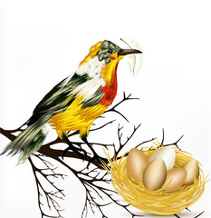 Colorful  vector realistic tropical bird with nest on white back