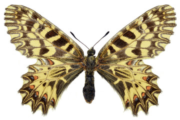 Isolated Southern Festoon butterfly