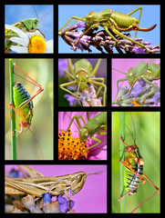 Eight mosaic photos of grasshoppers