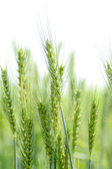 Barley field