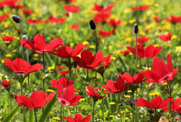 field of red poppies