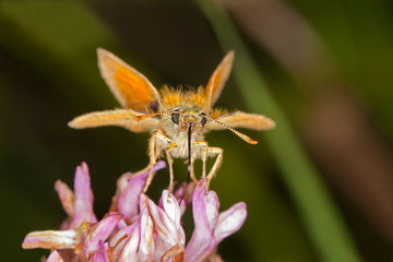 Skipper Butterfly