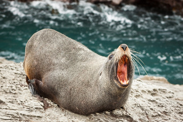 New Zealand fur seal © Johan Larson