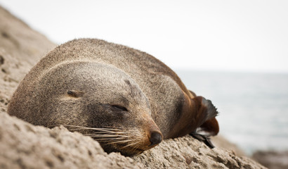New Zealand fur seal © Johan Larson
