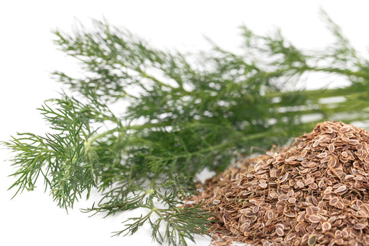 fresh dill and dry