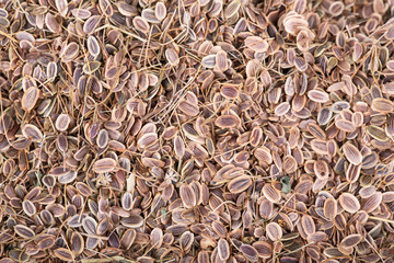 dried dill