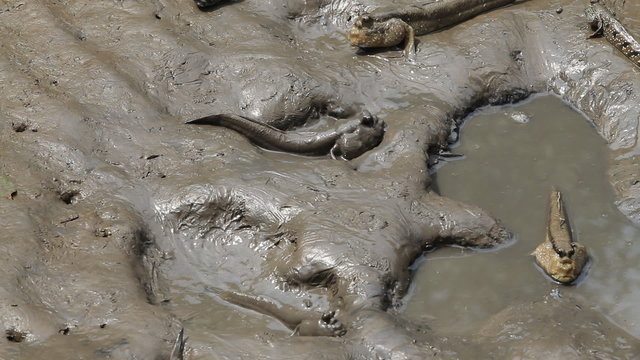 Mudskipper