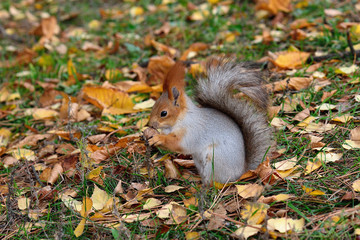 Squirrel with a nut