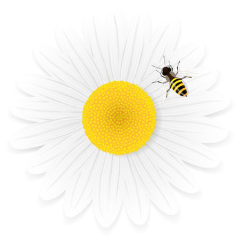 Chamomile flower and bee isolated on white background. 