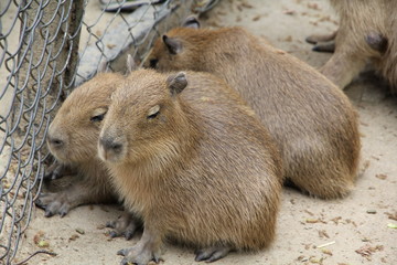 カピバラ