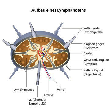 aufbau lymphknoten illustration